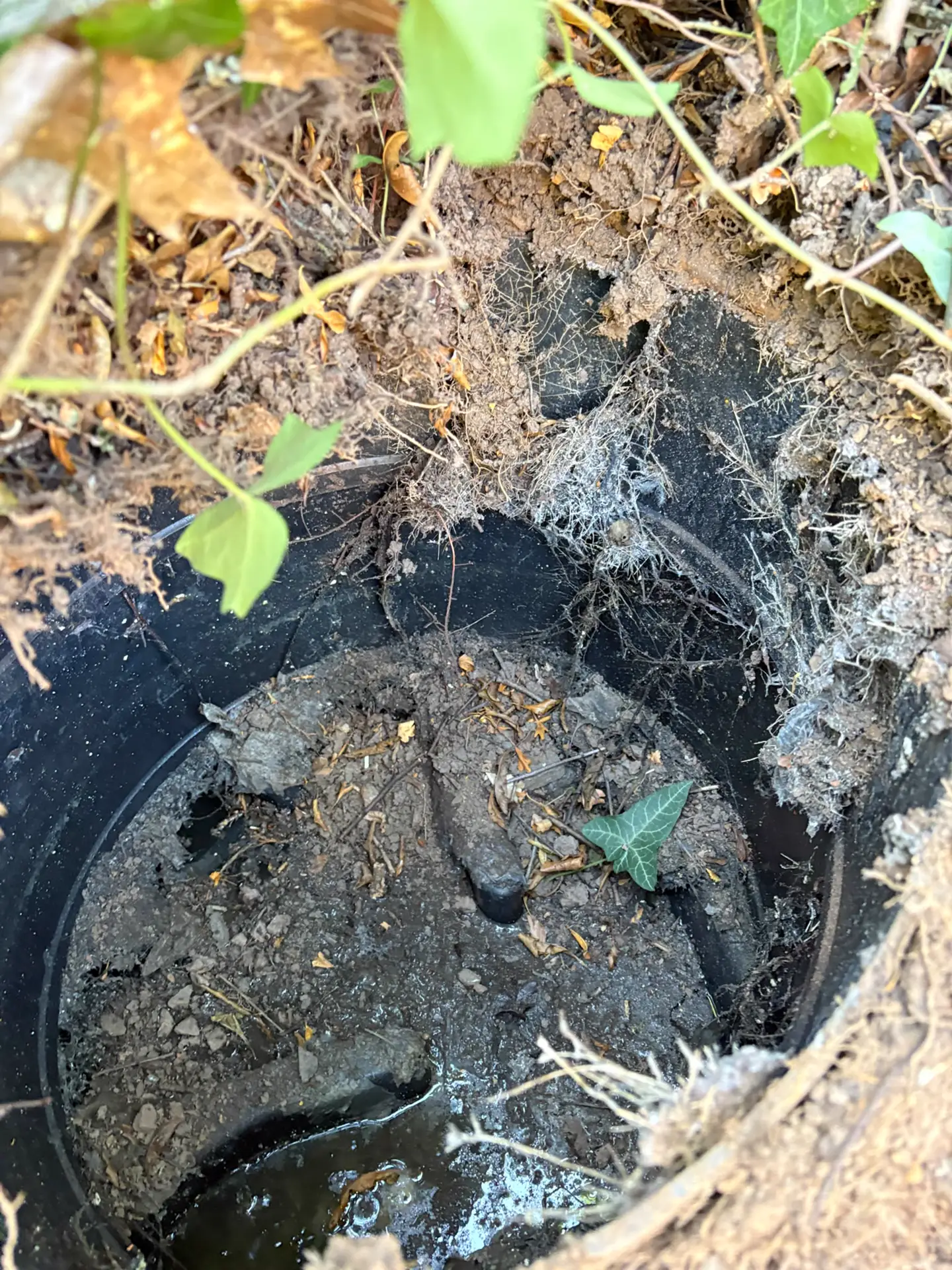 Excavated drainage chamber showing heavy root ingress